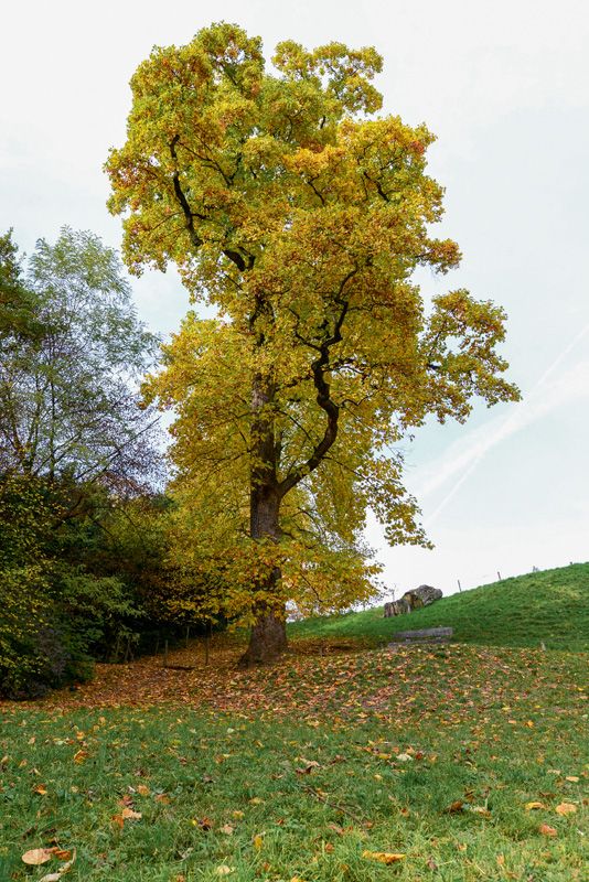 © Marino Trotta – Ville de Lausanne
